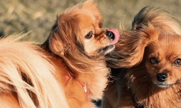 The Tibetan Spaniel: A Loyal Companion with a Rich Heritage