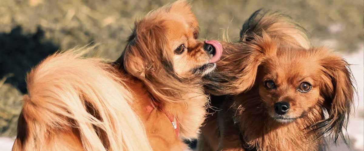 The Tibetan Spaniel: A Loyal Companion with a Rich Heritage