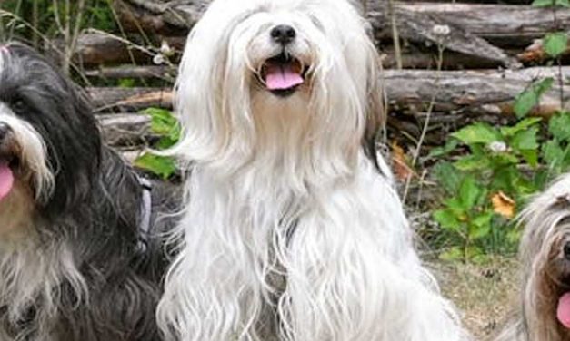 The Tibetan Terrier: A Loyal Companion with a Rich History