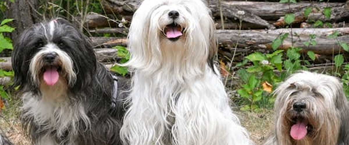 The Tibetan Terrier: A Loyal Companion with a Rich History