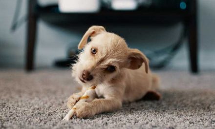 Why the Tone of Your Voice is Important in Obedience Training Your Puppy