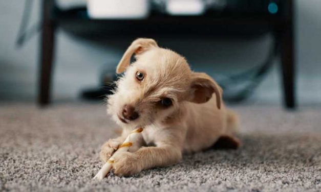 Why the Tone of Your Voice is Important in Obedience Training Your Puppy