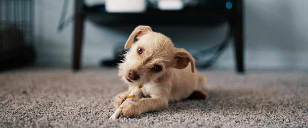 Why the Tone of Your Voice is Important in Obedience Training Your Puppy