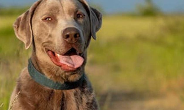 The Tosa Inu: An Overview of a Unique Dog Breed