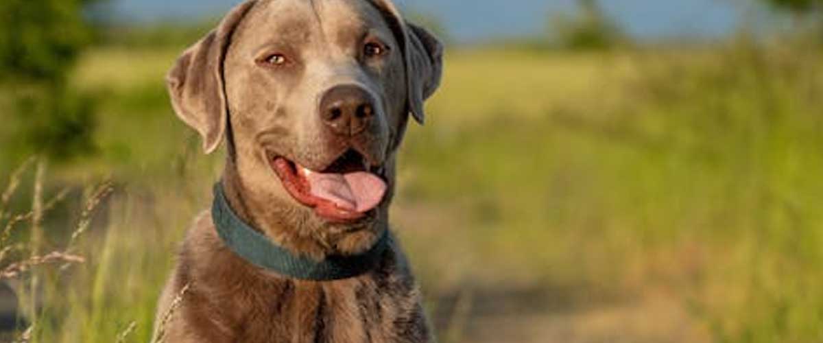 The Tosa Inu: An Overview of a Unique Dog Breed