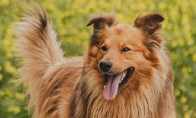 Understanding Dogs’ Unpredictable Reactions to Spooky Situations