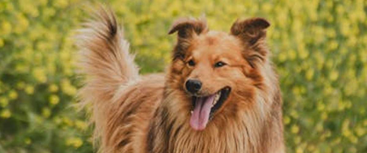 Understanding Dogs’ Unpredictable Reactions to Spooky Situations