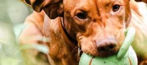 vizsla