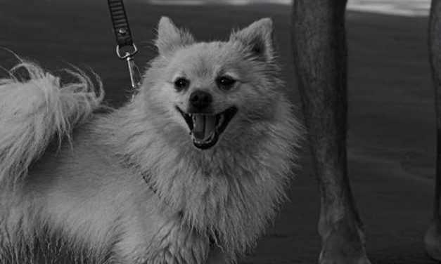 The Volpino Dog Breed: A Charming Companion