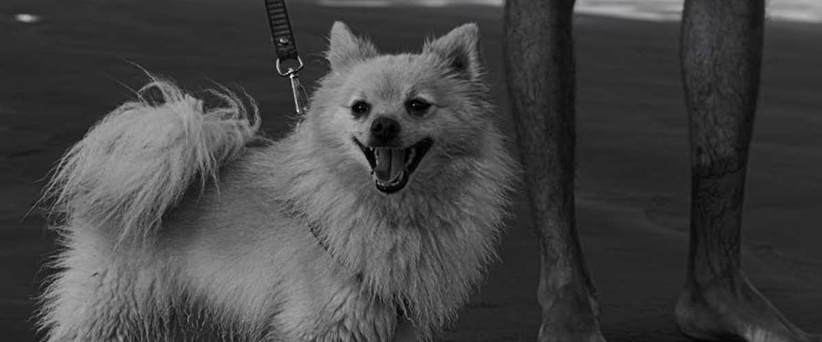 The Volpino Dog Breed: A Charming Companion