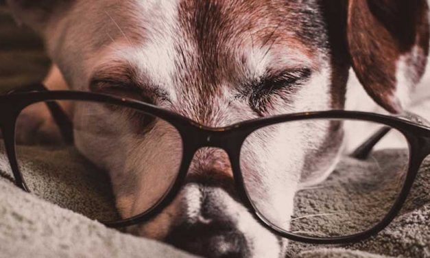 How Long Can a Dog Hold Its Pee?