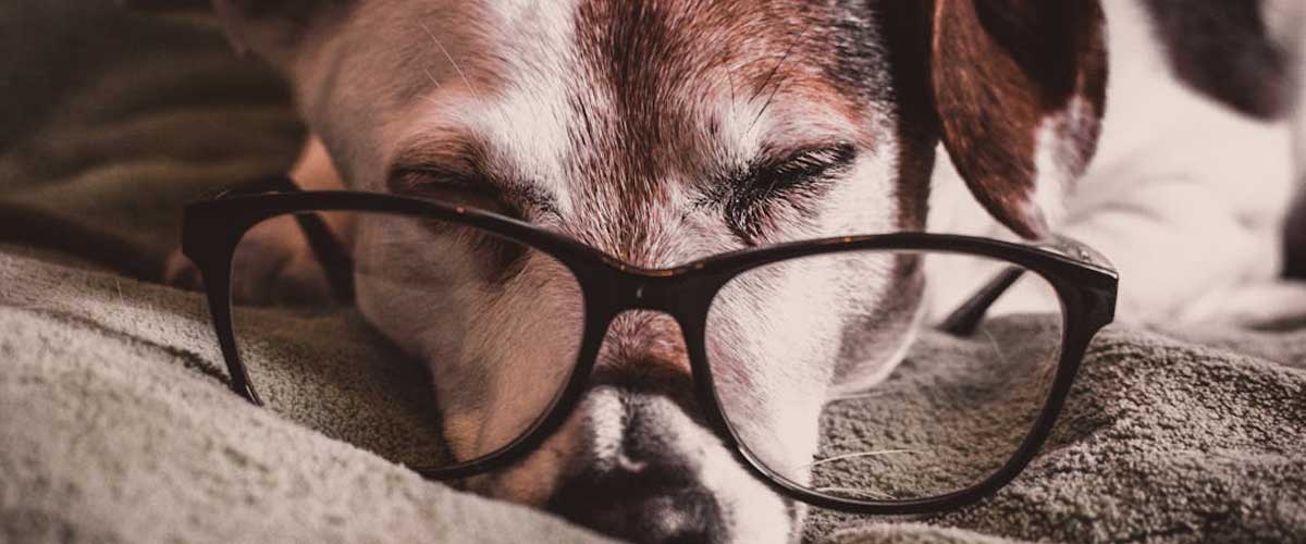 How Long Can a Dog Hold Its Pee?