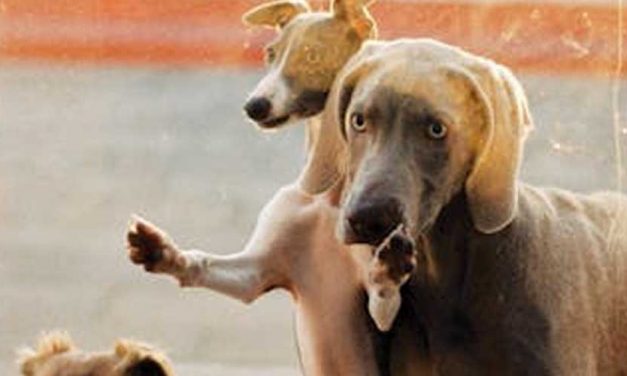 The Weimaraner: A Complete Guide to the Silver Ghost