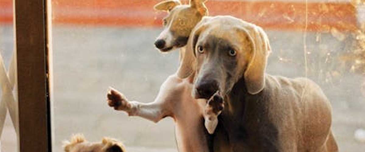 The Weimaraner: A Complete Guide to the Silver Ghost