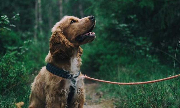 How to Achieve a Well-Mannered Dog