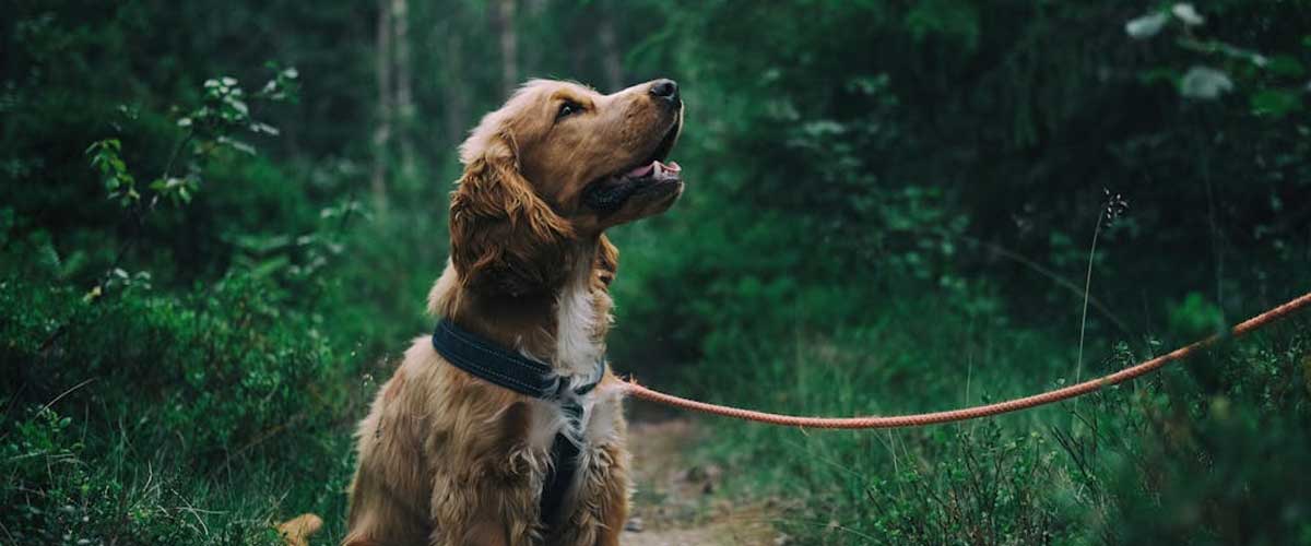 How to Achieve a Well-Mannered Dog