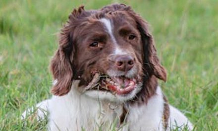 The Welsh Springer Spaniel: An Endearing Companion