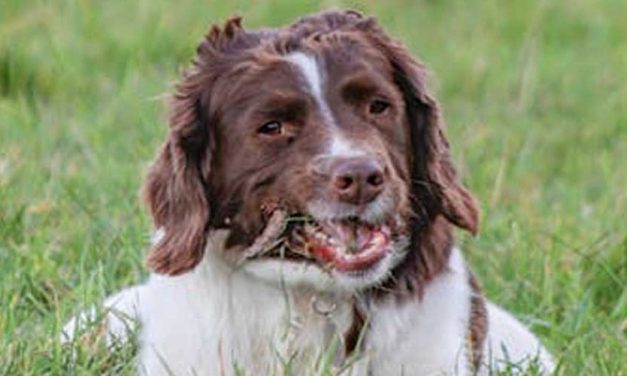 The Welsh Springer Spaniel: An Endearing Companion
