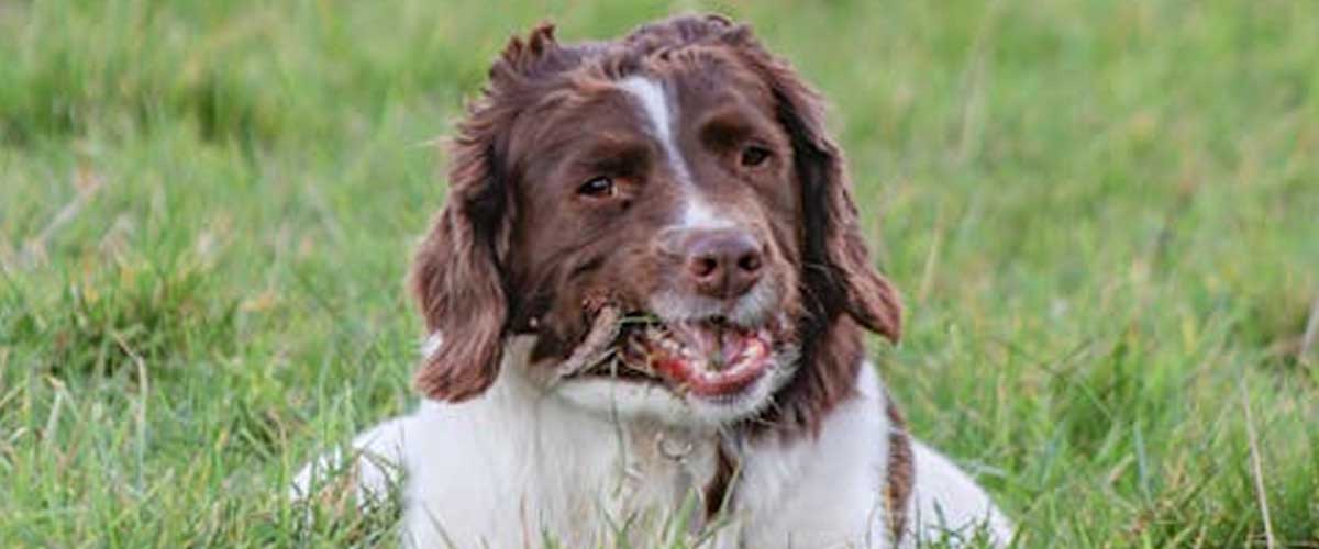 The Welsh Springer Spaniel: An Endearing Companion