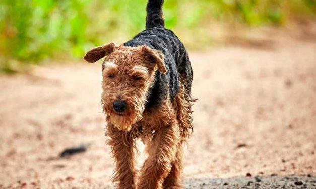 The Welsh Terrier: A Charming Companion