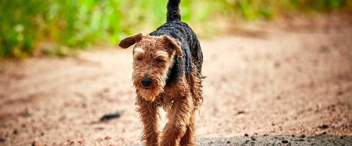 The Welsh Terrier: A Charming Companion