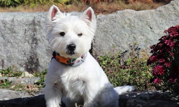 The West Highland White Terrier: A Charming Companion