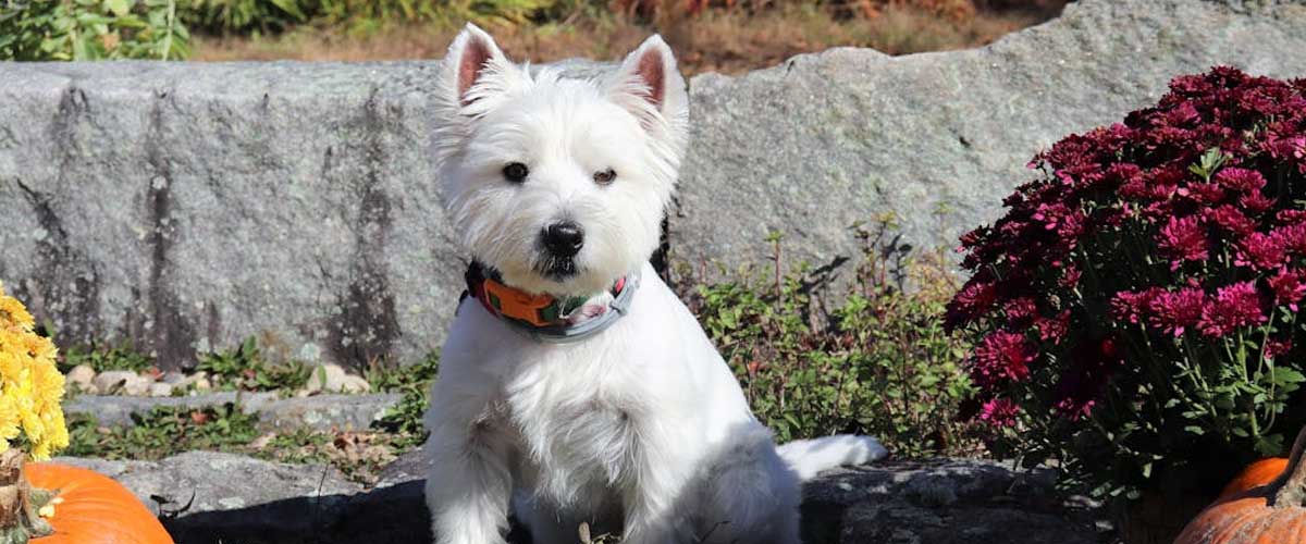 The West Highland White Terrier: A Charming Companion