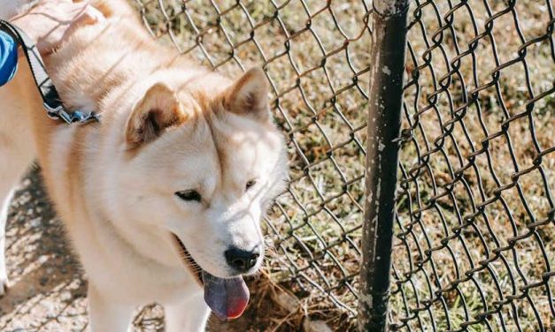 The West Siberian Laika: A Versatile and Loyal Companion