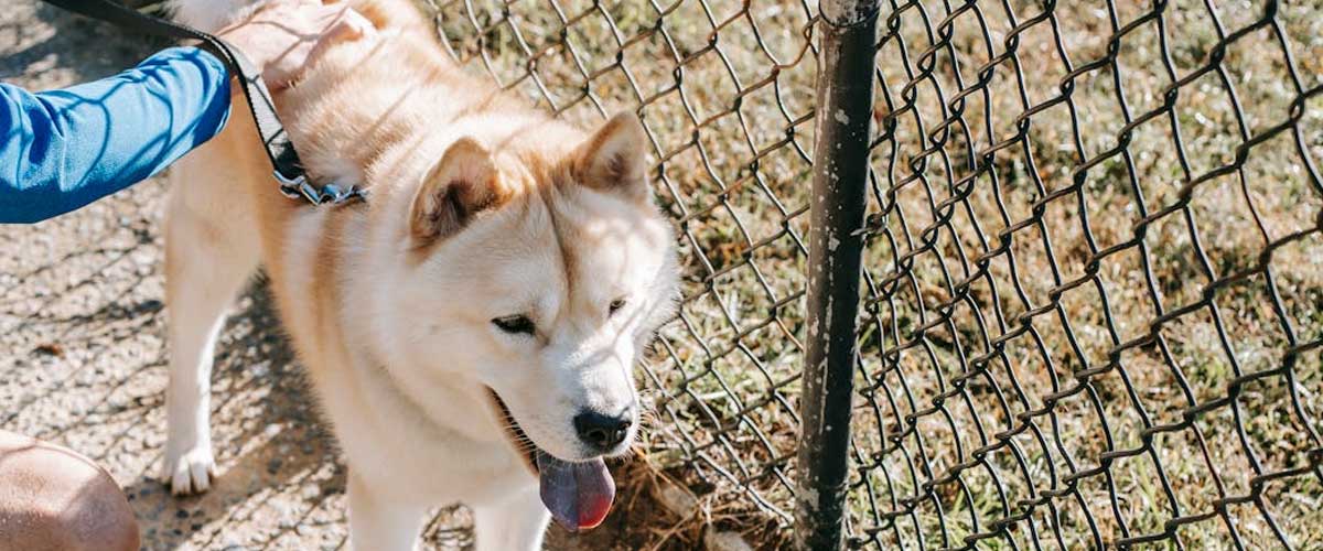 The West Siberian Laika: A Versatile and Loyal Companion