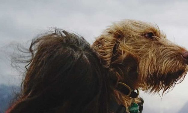 The Wetterhoun: A Unique Dutch Dog Breed