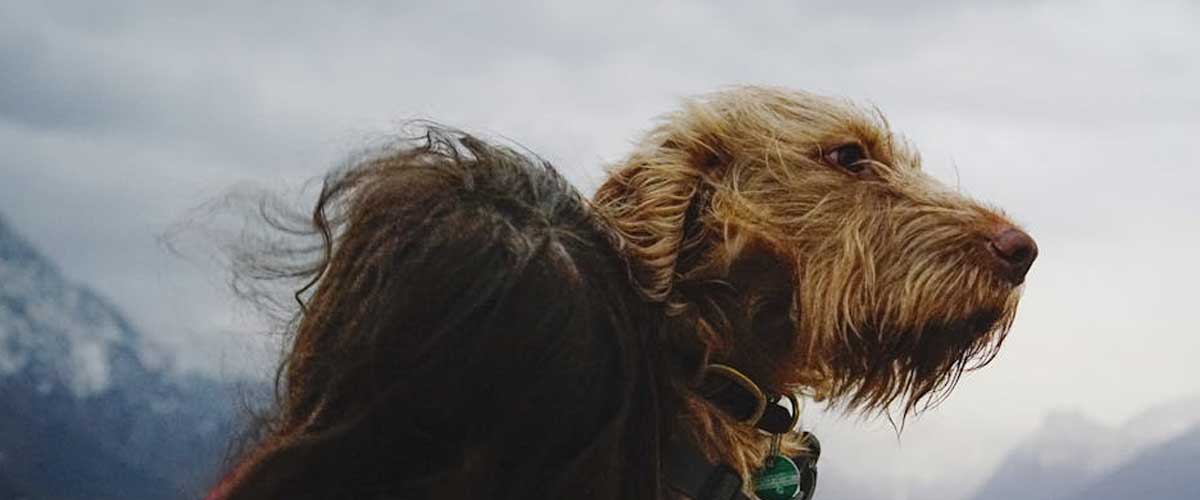 The Wetterhoun: A Unique Dutch Dog Breed
