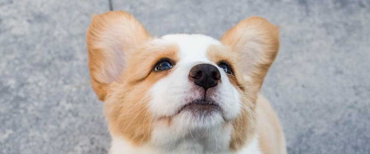What Challenges to Expect When Owning a Puppy