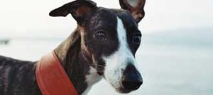 whippet