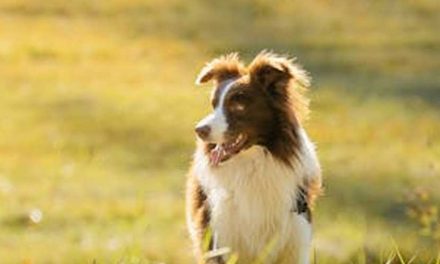 How to Use a Whistle to Train Your Dog