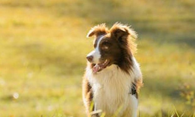 How to Use a Whistle to Train Your Dog