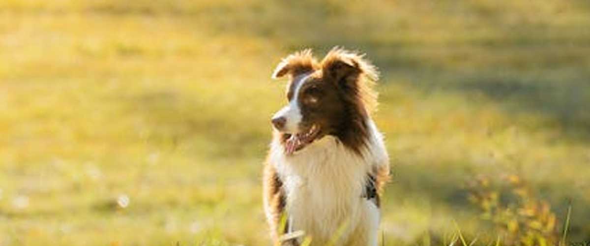 How to Use a Whistle to Train Your Dog
