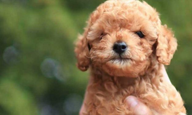 Why Do Dogs Lick You?