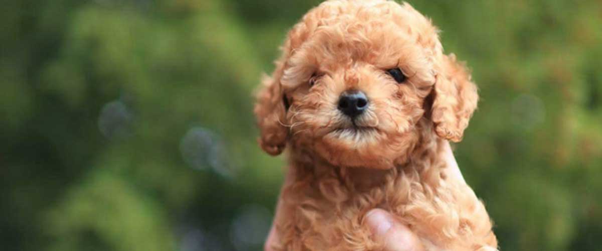 Why Do Dogs Lick You?