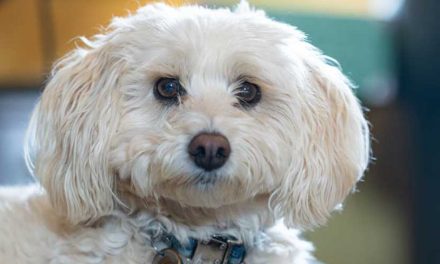 10 Reasons Why You Should Get a Dog