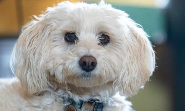 10 Reasons Why You Should Get a Dog
