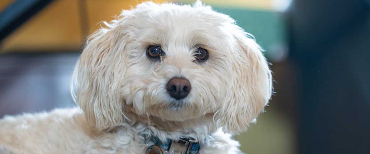 10 Reasons Why You Should Get a Dog