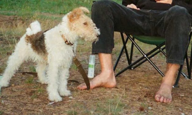 The Wire Fox Terrier: A Charming Companion