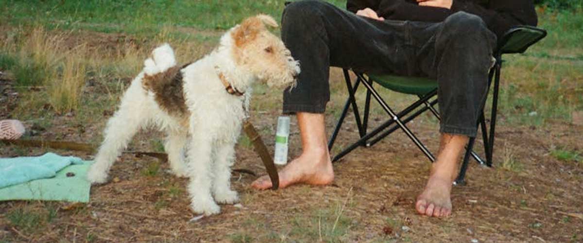 The Wire Fox Terrier: A Charming Companion