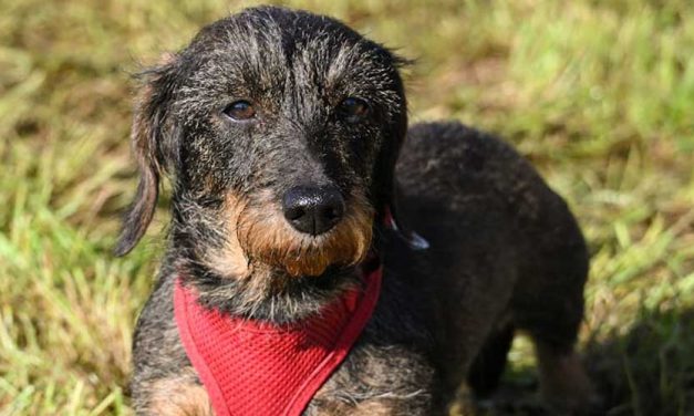 The Wire-Haired Miniature Dachshund: A Unique and Charming Companion
