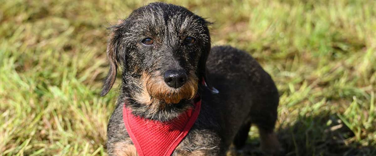 The Wire-Haired Miniature Dachshund: A Unique and Charming Companion