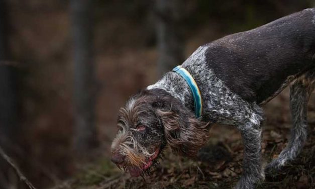 The Wire-Haired Pointing Griffon: A Versatile Companion