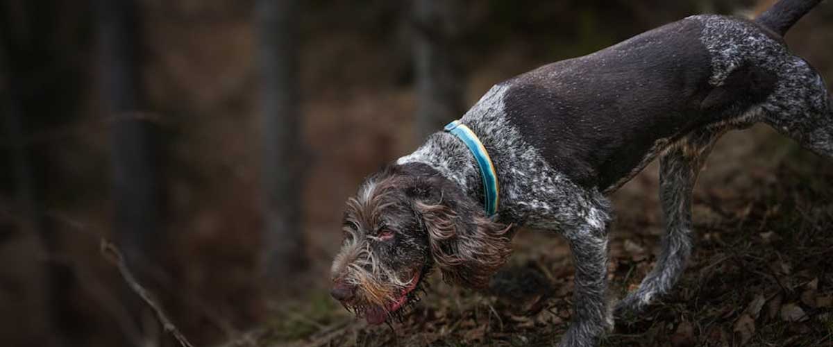 The Wire-Haired Pointing Griffon: A Versatile Companion