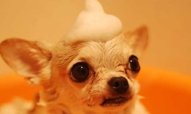 Understanding Puppy Behavior: The Worst Months to Expect Challenges