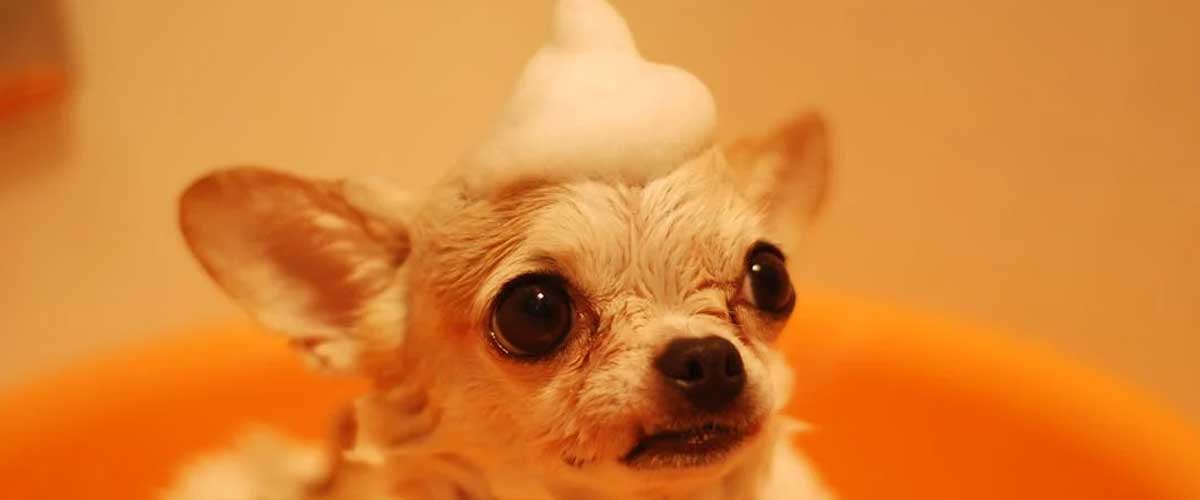 Understanding Puppy Behavior: The Worst Months to Expect Challenges