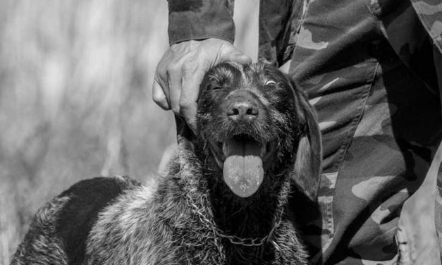 The Role of Dogs in the First World War